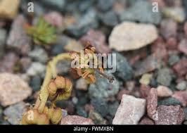 Attēlu rezultāti vaicājumam “Orthilia secunda fruit”