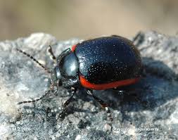 Attēlu rezultāti vaicājumam “Chrysolina sanguinolenta”