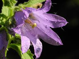Attēlu rezultāti vaicājumam “Campanula latifolia”
