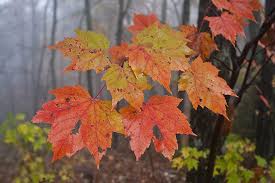 Attēlu rezultāti vaicājumam “leaf”