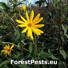 Attēlu rezultāti vaicājumam “Helianthus tuberosus leaf”