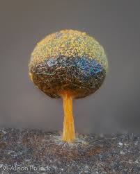 Attēlu rezultāti vaicājumam “Physarum leucophaeum stalked”