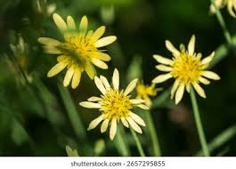 Image result for Tragopogon pratensis