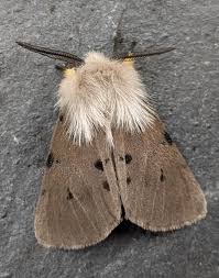 Attēlu rezultāti vaicājumam “Diaphora mendica”