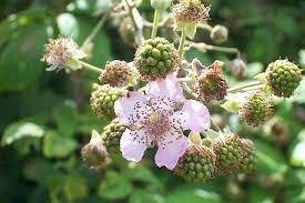 Attēlu rezultāti vaicājumam “Rubus plicatus flower”