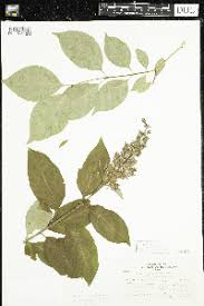 Attēlu rezultāti vaicājumam “Syringa reticulata subsp. amurensis”