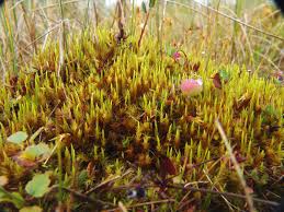 Attēlu rezultāti vaicājumam “Dicranum leioneuron”