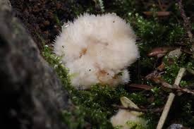 Attēlu rezultāti vaicājumam “Sarcodontia crocea”