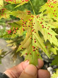 Attēlu rezultāti vaicājumam “Vasates quadripedes”