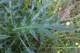 Attēlu rezultāti vaicājumam “Cirsium vulgare leaf”