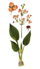 Attēlu rezultāti vaicājumam “Alisma plantago-aquatica”