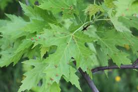 Attēlu rezultāti vaicājumam “Vasates quadripedes”