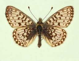 Attēlu rezultāti vaicājumam “Clossiana selene upperside”