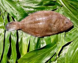 Image result for ikan
