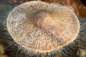 Attēlu rezultāti vaicājumam “Spinellus fusiger”