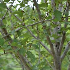 Attēlu rezultāti vaicājumam “Crataegus”