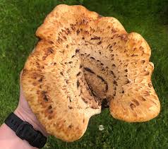Attēlu rezultāti vaicājumam “Polyporus squamosus”