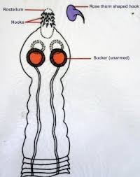 Image result for cestoda excrement dog