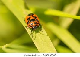 Attēlu rezultāti vaicājumam “Eurydema dominulus imago”