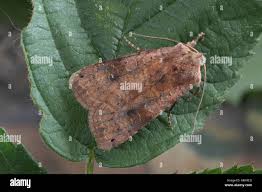 Attēlu rezultāti vaicājumam “Xestia baja”