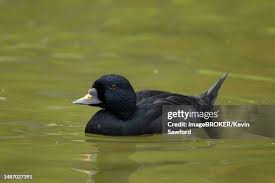 Attēlu rezultāti vaicājumam “Melanitta nigra male”