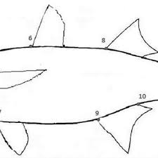 Image result for Chelon saliens