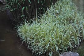 Attēlu rezultāti vaicājumam “Glyceria maxima”