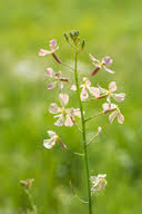 Image result for Raphanus sativus ssp. Oleiformes