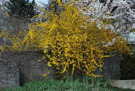 Attēlu rezultāti vaicājumam “Forsythia intermedia flower”
