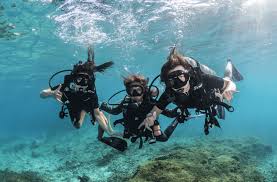 Image result for Simply Scuba