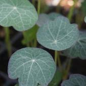 Image result for Helichrysum subulifolium