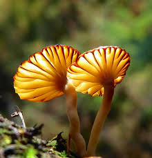Attēlu rezultāti vaicājumam “Lichenomphalia umbellifera”