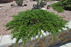 Attēlu rezultāti vaicājumam “Juniperus sabina”