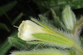 Attēlu rezultāti vaicājumam “Arenaria procera bud”