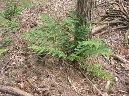 Attēlu rezultāti vaicājumam “Dryopteris dilatata”