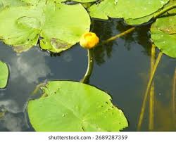 Attēlu rezultāti vaicājumam “Nuphar lutea leaf”