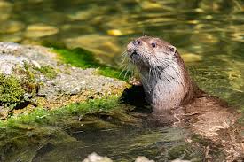 Attēlu rezultāti vaicājumam “Lutra lutra”
