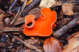 Attēlu rezultāti vaicājumam “Aleuria aurantia”