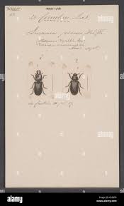 Attēlu rezultāti vaicājumam “Ceruchus chrysomelinus imago”