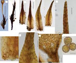 Attēlu rezultāti vaicājumam “Homomallium incurvatum sporophyte”