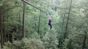 Image result for Go Ape! Dalby