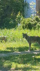 Image result for Hartlepool Coyotes