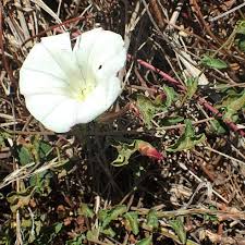 Attēlu rezultāti vaicājumam “Calystegia inflata flower”