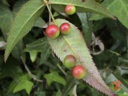 Attēlu rezultāti vaicājumam “Grynocharis oblonga”