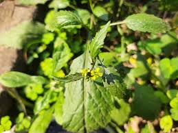 Attēlu rezultāti vaicājumam “Rorippa palustris leaf”