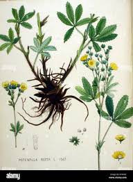 Image result for Potentilla recta