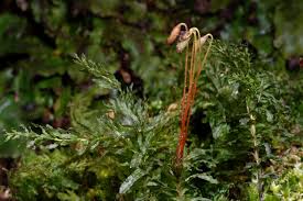 Attēlu rezultāti vaicājumam “Plagiomnium undulatum”