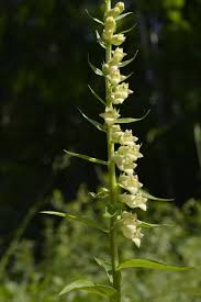 Image result for Digitalis lutea