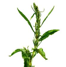 Image result for Chenopodium ambrosioides