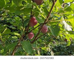 Attēlu rezultāti vaicājumam “Prunus domestica subsp. domestica fruit”